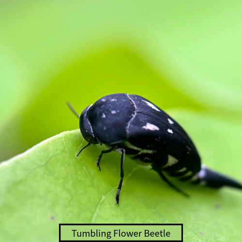 Meet the Tumbling Flower Beetle
